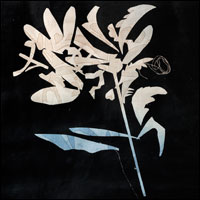 Virágok (variáció b)